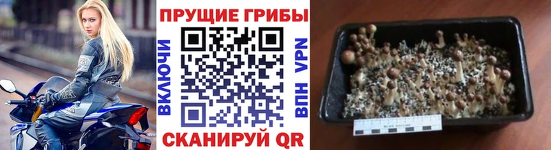 hydra сайт Ахтубинск сайты даркнета как зайти Галлюциногенные грибы Magic Shrooms